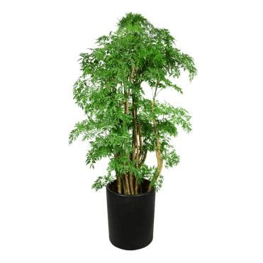 森樹種植|森樹種植新手指南